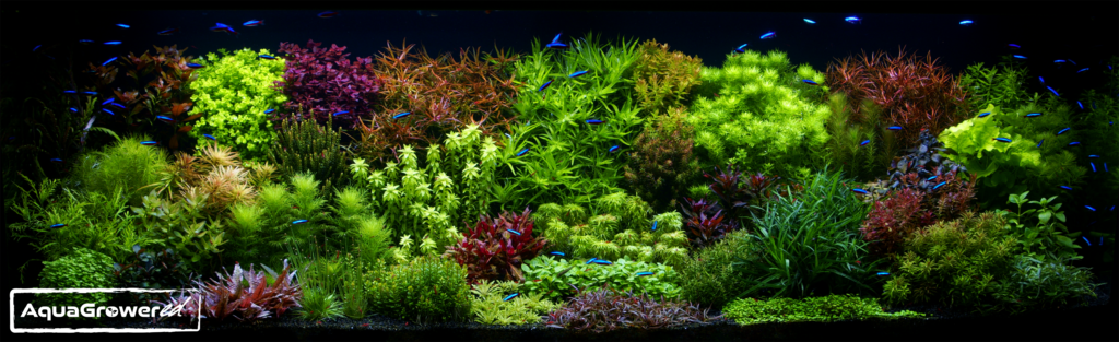 P.Pevna_-1024x313