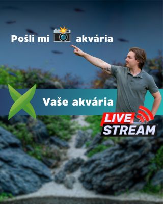 🎥 ŽIVÉ VYSÍLÁNÍ S VAŠIMI AKVÁRII! 🌿🐠⁠ V pondělí 8. 12. od 19:00 zapínám Youtube stream, kde budu ukazovat a komentovat...
